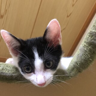 子猫の里親様募集