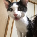 子猫の里親様募集