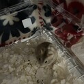 ジャンガリアンハムスター里親様募集