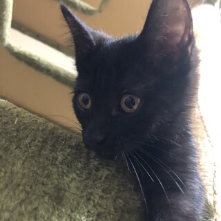 子猫の里親様募集