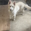 飼い主探しています