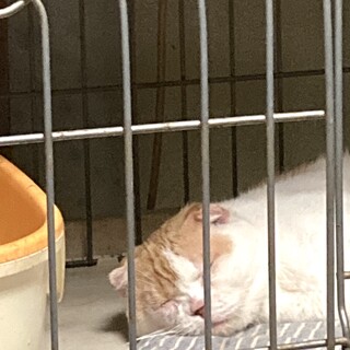 ショップレスキュー　どらちゃん