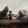 まりこの猫活
