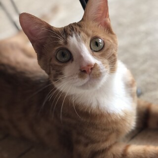 子猫女の子