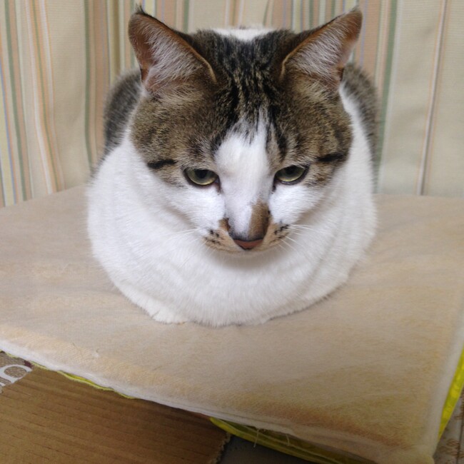 lgrfacatsのカバー写真