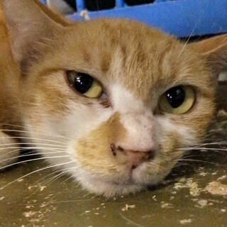 温かいおうちで終生暮らせますように
