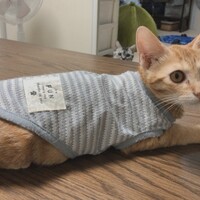 ルウ