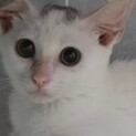 しろこねこ♂