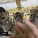 ダンボラットのご家族様募集