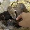 ダンボラットのご家族様募集 サムネイル2