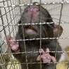 ダンボラットのご家族様募集 サムネイル3