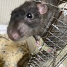 ダンボラットのご家族様募集 サムネイル4