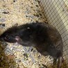 ダンボラットのご家族様募集 サムネイル5