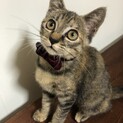 スリゴロで元気いっぱいキジトラサビちゃん