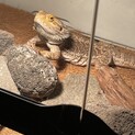 フトアゴヒゲトカゲです。