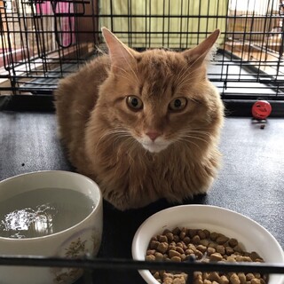 ありがとうございました★可愛い茶色のウルフくん