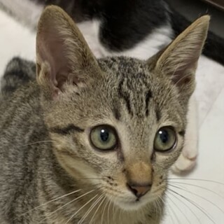 綺麗なキジトラ猫のマーブル君❣️
