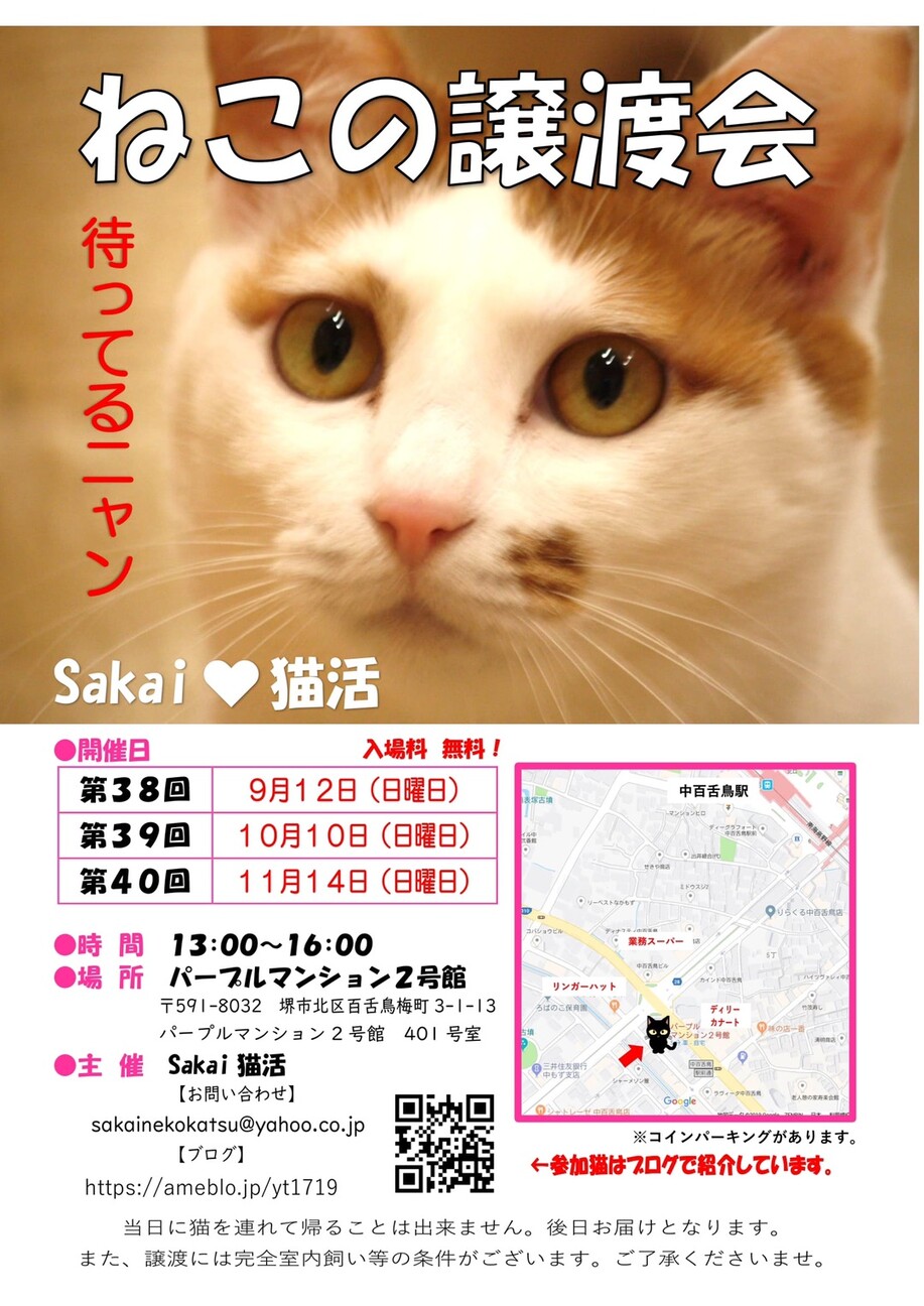綺麗なキジトラ猫のマーブ 大阪府 猫の里親募集 ペットのおうち 月間利用者150万人 綺麗なキジトラ猫のマーブ 大阪府 猫の里親募集 ペットのおうち 月間利用者150万人