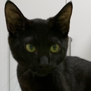 綺麗な黒猫ちゃん☆ジェリー君❣️
