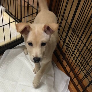 めちゃくちゃ甘えん坊☆ロンの家族を探してます。