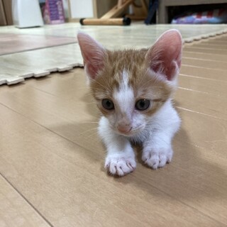 兄妹一緒にお願いします　遊び疲れると膝で寝る弟