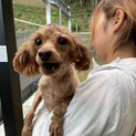 トイプーのププ像