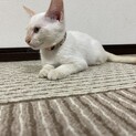 ３ヶ月子猫　シロとクロの兄妹