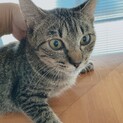 生後4ヶ月♡幸せになりたいキジ子ちゃん