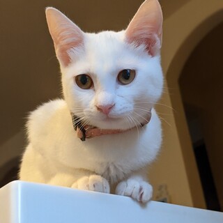 美男美女♡　かわいい白猫兄妹　ゆん♀