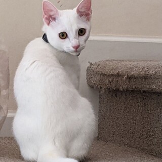 美男美女♡　かわいい白猫兄妹　きん♂