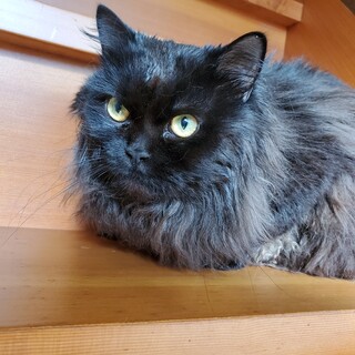 何人かお声がけ頂いているので、一時募集停止します。