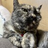 素直ねこさん