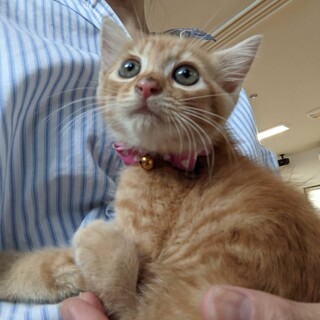 太陽♡しあわせにゃんこになりました