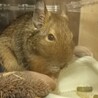 デグーの男の子可愛がってくれる方募集 サムネイル2