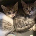 2匹一緒にもらってくださる方！