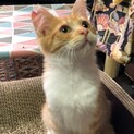 長毛の茶白くん。