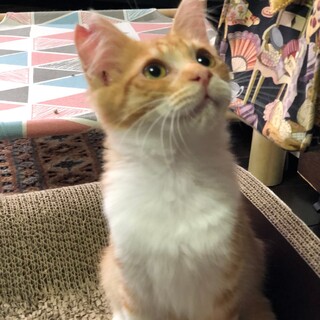 長毛の茶白くん。