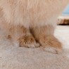 かわいいあんよ