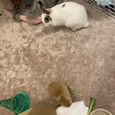 にーにたんときなちゃんの出会い