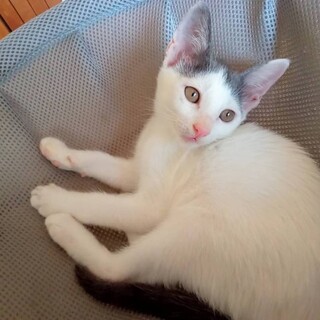 可愛い〰白グレーの男の子