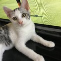 少しお転婆な三毛猫ちゃん‼︎（募集一時中断します）