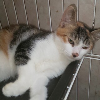 4兄弟!マイペースで何にも動じない子猫