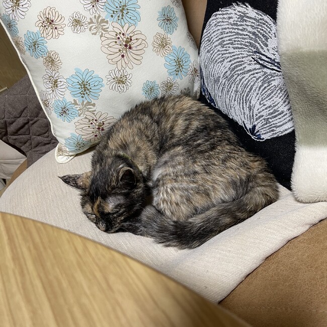 素直ねこのカバー写真