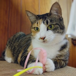 ゴロスリ☆キリリ美猫のめんまちゃん