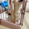 助けてください サムネイル2