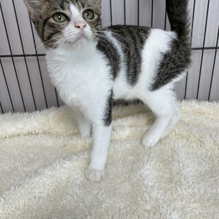 甘え上手なスリスリ猫♦️初めての人にお勧めシータ