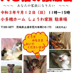 犬猫譲渡会