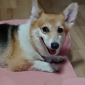 繁殖引退犬のコーギー　トラアイル予定で募集一旦中止