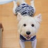 構ってアピールが可愛い、甘えたい盛りのトッポくん♡ サムネイル2