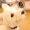 構ってアピールが可愛い、甘えたい盛りのトッポくん♡ サムネイル3